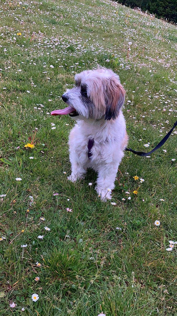 Molly participe au concours pour gagner de l'argent avec cette photo : carnivore, companion_dog, dog, dog_breed, dog_supply, fawn, flower, fur, garden, grass, groundcover, liver, plant, shih_tzu, small_terrier, tail, terrier, toy_dog, water_dog, working_animal