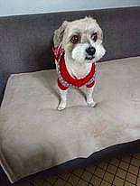 Molly a rejoint le concours — aidez-le/la à gagner de superbes lots ! art, canidae, carnivore, companion_dog, couch, dog, dog_breed, dog_clothes, dog_collar, dog_supply, fawn, maltepoo, paw, small_terrier, snout, sporting_group, terrier, toy_dog, water_dog, working_animal