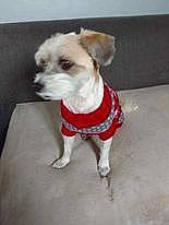 Molly participe au concours pour gagner de l'argent avec cette photo : canidae, carnivore, collar, companion_dog, dog, dog_breed, dog_clothes, dog_collar, dog_supply, fashion_accessory, fawn, fur, non_sporting_group, pet_supply, small_terrier, sporting_group, tail, terrier, toy_dog, working_animal