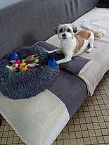 Molly a rejoint le concours — aidez-le/la à gagner de superbes lots ! carnivore, cat_supply, comfort, companion_dog, couch, dog, dog_bed, dog_breed, dog_supply, fawn, felidae, flooring, fur, hardwood, pet_supply, room, studio_couch, tail, toy, toy_dog