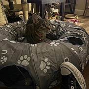 Ash is registered to the contest to win money with this photo: cat, tabby_cat, cat_bed, paw_prints, indoor, cat_tree, fan, table, floor, toy, shoe, sneaker, footwear, wooden_floor, pet_toy, curious, pet, domestic_animal, cozy, home