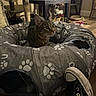 cat, tabby_cat, cat_bed, paw_prints, indoor, cat_tree, fan, table, floor, toy, shoe, sneaker, footwear, wooden_floor, pet_toy, curious, pet, domestic_animal, cozy, home