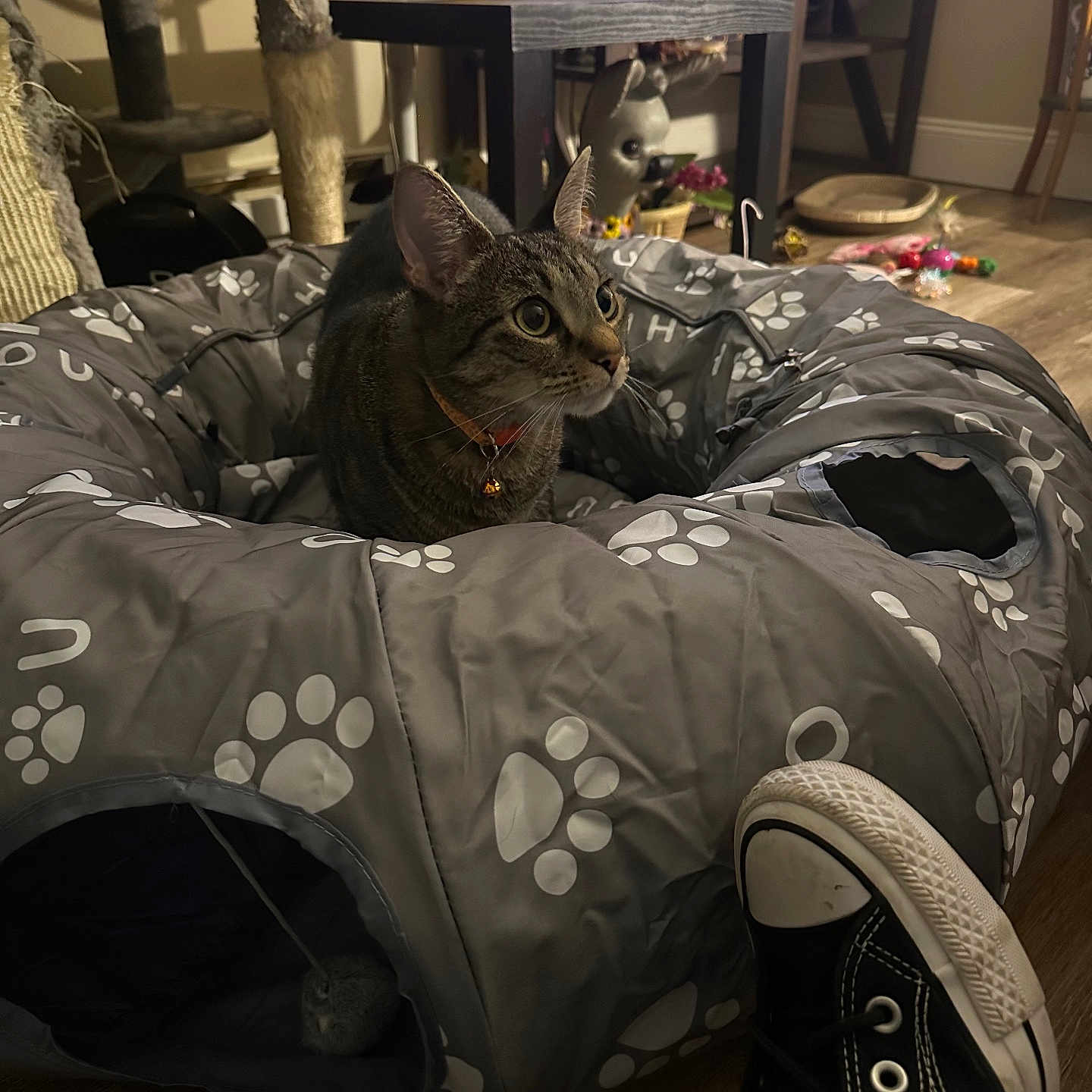 Ash is registered to the contest to win money with this photo: cat, tabby_cat, cat_bed, paw_prints, indoor, cat_tree, fan, table, floor, toy, shoe, sneaker, footwear, wooden_floor, pet_toy, curious, pet, domestic_animal, cozy, home