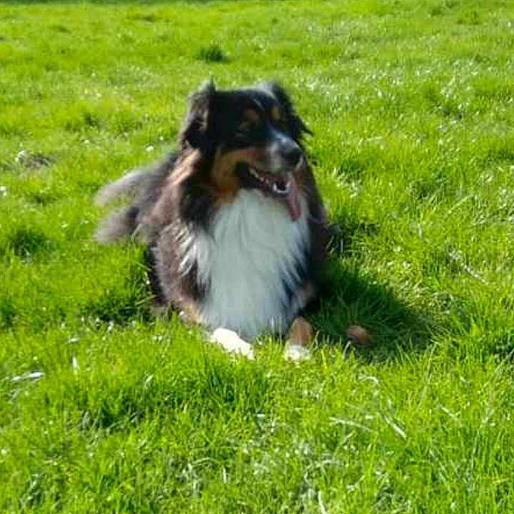 Perle participe au concours pour gagner de l'argent avec cette photo : animal, backyard, canine, collie, countryside, dog, farm, field, grass, grassland, lawn, nature, outdoors, park, pasture, pet, plant, rural, vegetation, yard