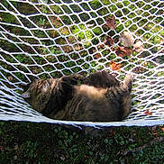 Tank is registered to the contest to win money with this photo: animal, autumn, cat, feline, fluffy, garden, grass, greenery, hammock, leaves, nature, outdoor, pet, relaxed, resting, rope, sleeping, summer, sunlight, tabby
