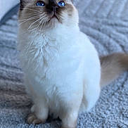 Altodolce participe au concours pour gagner de l'argent avec cette photo : cat, blue_eyes, fluffy, fur, pet, animal, indoor, sitting, curious, close_up, whiskers, soft, cozy, carpet, cute, domestic_cat, feline, portrait, looking_up, paws