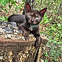 Diesel is registered to the contest to win money with this photo: cat, kitten, black_cat, green_eyes, outdoor, nature, stone, rocks, collar, bell, curious, pet, animal, feline, closeup, wildlife, greenery, leaf, forest, young