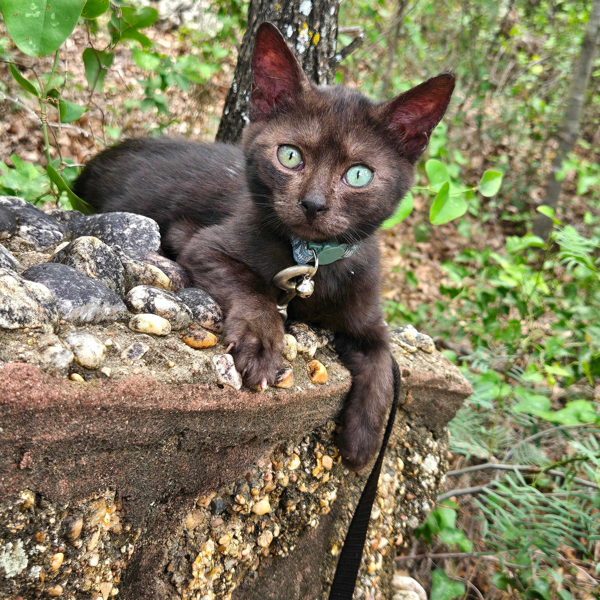 Diesel is registered to the contest to win money with this photo: cat, kitten, black_cat, green_eyes, outdoor, nature, stone, rocks, collar, bell, curious, pet, animal, feline, closeup, wildlife, greenery, leaf, forest, young