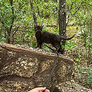 Diesel is registered to the contest to win money with this photo: cat, black_cat, leash, tattoo, hand, stone_wall, forest, trees, greenery, outdoors, nature, foliage, animal, pet, curious, walking, adventure, wildlife, exploration, daytime
