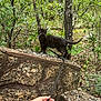 cat, black_cat, leash, tattoo, hand, stone_wall, forest, trees, greenery, outdoors, nature, foliage, animal, pet, curious, walking, adventure, wildlife, exploration, daytime