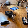 cat, pet, animal, tabby, white_fur, brown_fur, standing, indoors, living_room, wooden_floor, vacuum_cleaner, household_objects, furniture, chair, side_table, teddy_bear, shopping_bag, slipper, home_decor, portrait