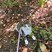 Aïna participe au concours pour gagner de l'argent avec cette photo : cat, tabby_cat, white_cat, pet, animal, leash, outdoor, woodland, forest, nature, fallen_leaves, foliage, ivy, undergrowth, sunlight, autumn, ground, sitting, alert, portrait