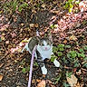 cat, tabby_cat, white_cat, pet, animal, leash, outdoor, woodland, forest, nature, fallen_leaves, foliage, ivy, undergrowth, sunlight, autumn, ground, sitting, alert, portrait