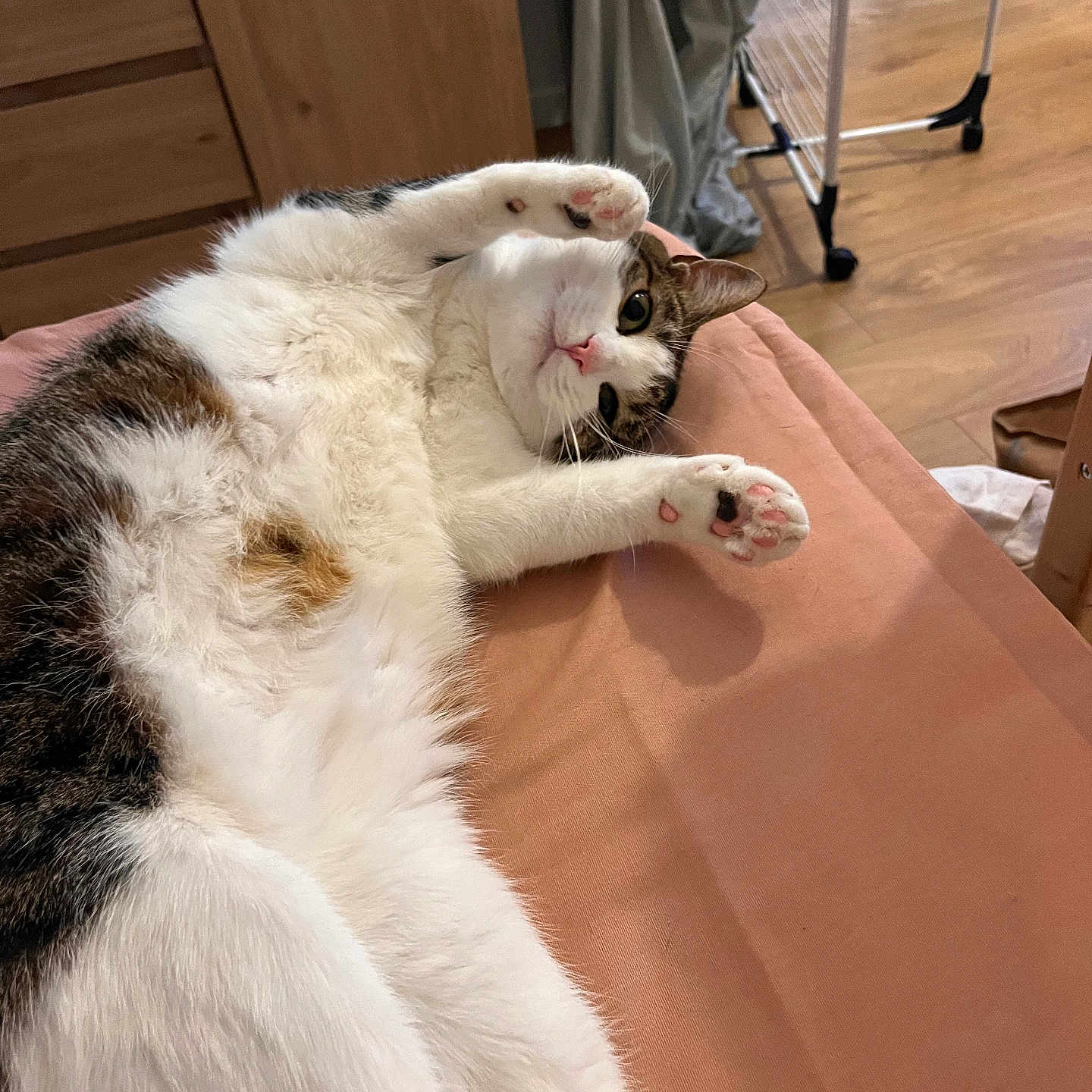 Aïna a rejoint le concours — aidez-le/la à gagner de superbes lots ! cat, pet, feline, white_fur, tabby, calico, pink_paw_pads, toe_beans, lying_down, belly_up, raised_paws, relaxed, playful, indoor, home, bed, blanket, wood_floor, drying_rack, portrait