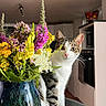 Aïna a rejoint le concours — aidez-le/la à gagner de superbes lots ! cat, flowers, bouquet, vase, indoor, home, kitchen, chair, portrait, animal, pet, tabby, white_fur, whiskers, greenery, colorful, sitting, domestic, photography, background