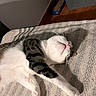 Aïna a rejoint le concours — aidez-le/la à gagner de superbes lots ! cat, sleeping, tabby, white_fur, pet, animal, indoor, blanket, cozy, relaxed, lying_down, stretched_paw, whiskers, pink_nose, closed_eyes, domestic_cat, striped_fur, bed, warm_lighting, nap