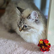 Luna is registered to the contest to win money with this photo: blue_eyes, cat, closeup, crinkly, curious, domestic, ear, feline, fluffy, fur, gold, indoor, pet, pink_blanket, red, resting, side_view, soft_texture, toy, whiskers