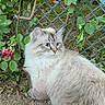 cat, feline, fluffy, blue_eyes, outdoor, garden, soil, green_leaves, chain_link_fence, plant, flower, pet, animal, looking_away, nature, curious, fur, whiskers, small_animal, domestic_animal