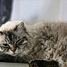 Luna is registered to the contest to win money with this photo: animal, cat, closeup, cozy, cute, domestic, feline, fluffy, fur, indoor, laying, lazy, mammal, pet, portrait, relaxed, resting, sleepy, soft, whiskers