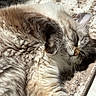 Luna is registered to the contest to win money with this photo: animal, carpet, cat, closeup, cozy, cute, domestic_cat, fluffy, fur, indoor, mammal, paw, pet, relaxed, resting, sleepy, soft, striped, sunlight, whiskers