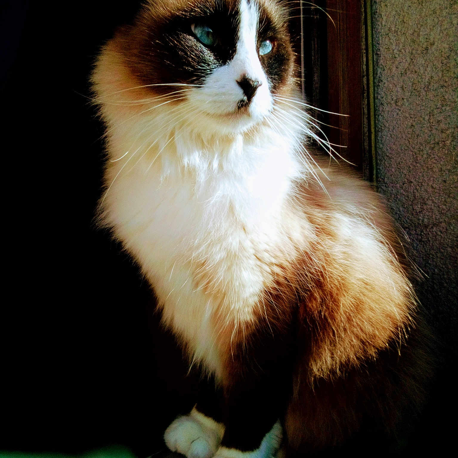 Helyte participe au concours pour gagner de l'argent avec cette photo : carnivore, cat, felidae, fur, kitten, mammal, ragdoll, small_to_medium_sized_cats, snowshoe, whiskers
