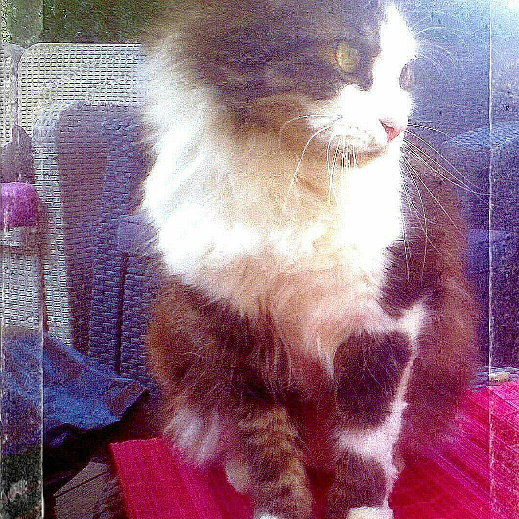 Ficelo