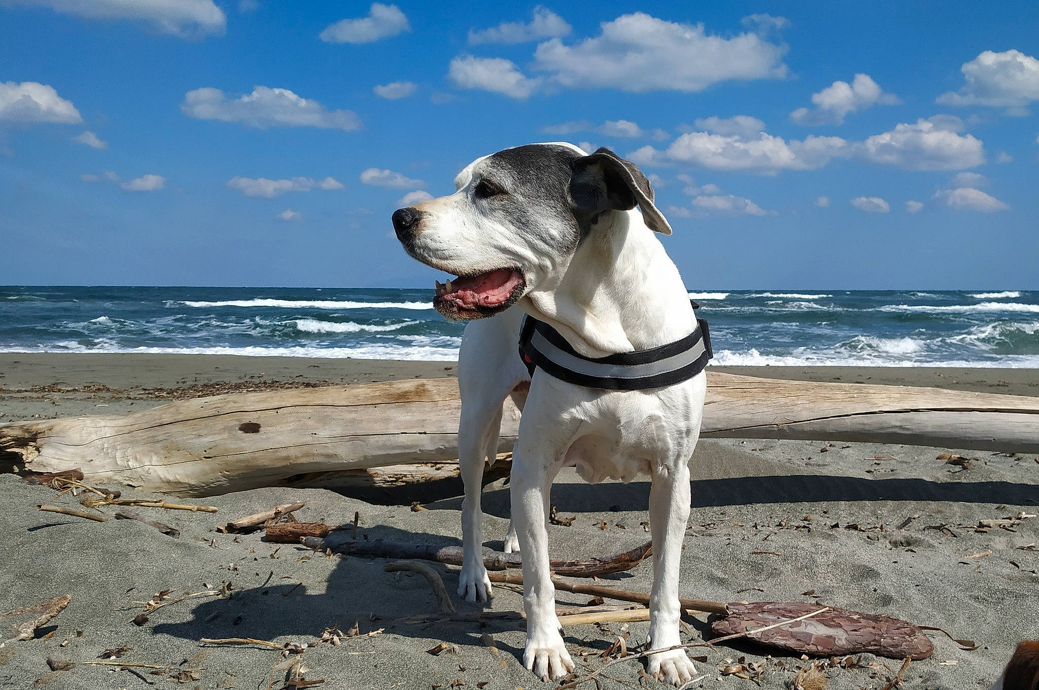 Caîna participe au concours pour gagner de l'argent avec cette photo : beach, canidae, carnivore, cloud, collar, companion_dog, dog, dog_breed, dog_collar, fawn, ocean, sand, sky, sporting_group, tail, water, wave, wind_wave, wood, working_animal