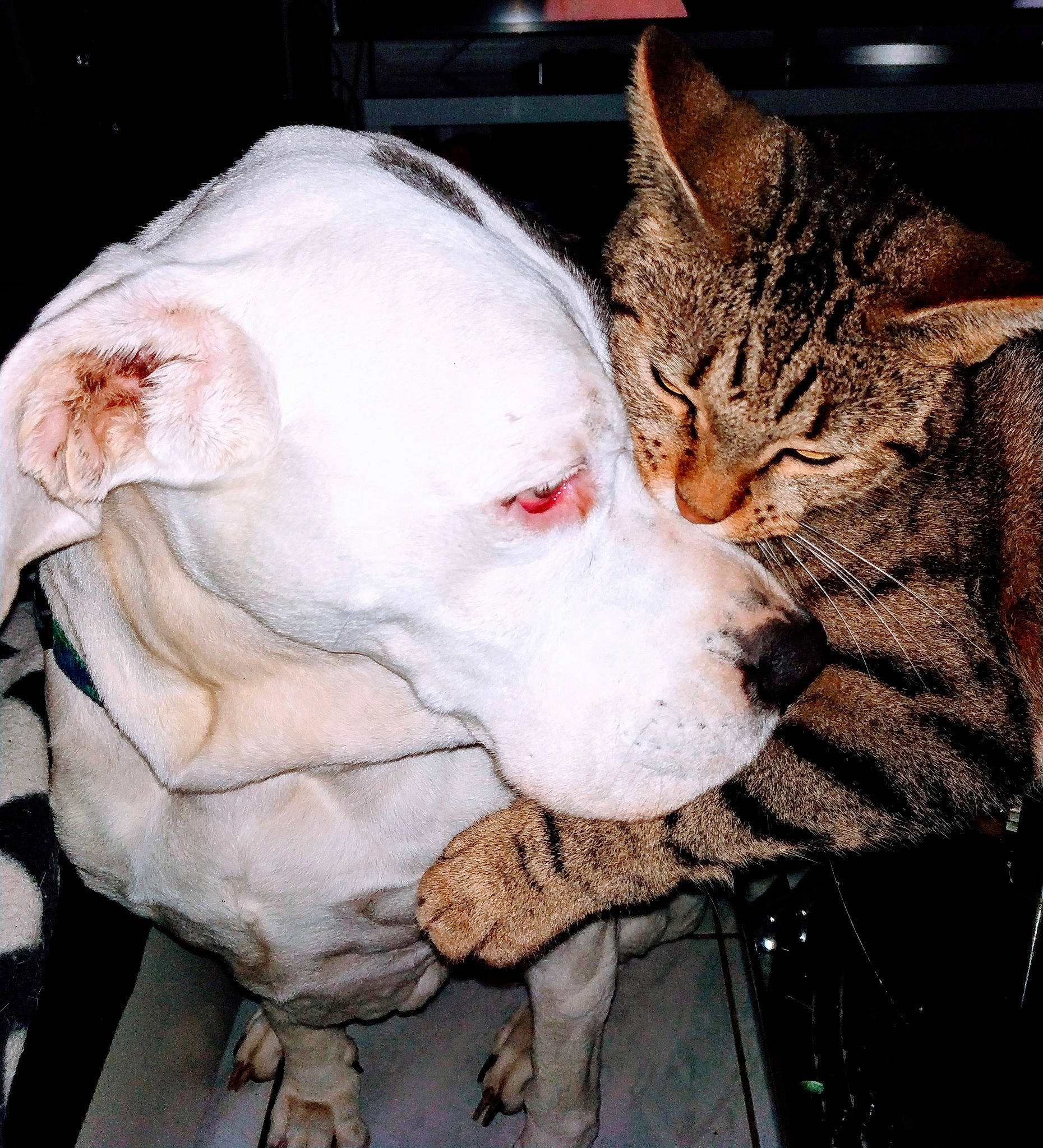 Caîna a rejoint le concours — aidez-le/la à gagner de superbes lots ! canidae, carnivore, cat, collar, companion_dog, dog, dog_breed, domestic_short_haired_cat, fang, fawn, felidae, fur, guard_dog, jaw, paw, small_to_medium_sized_cats, snout, sporting_group, whiskers, working_animal