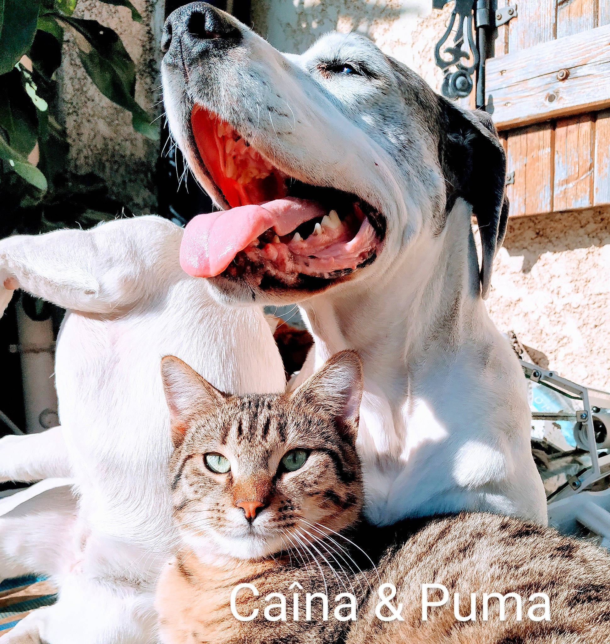 Caîna participe au concours pour gagner de l'argent avec cette photo : carnivore, cat, collar, companion_dog, dog, dog_breed, dog_collar, fang, fawn, felidae, happy, jaw, mammal, photograph, small_to_medium_sized_cats, smile, snapshot, snout, vertebrate, whiskers