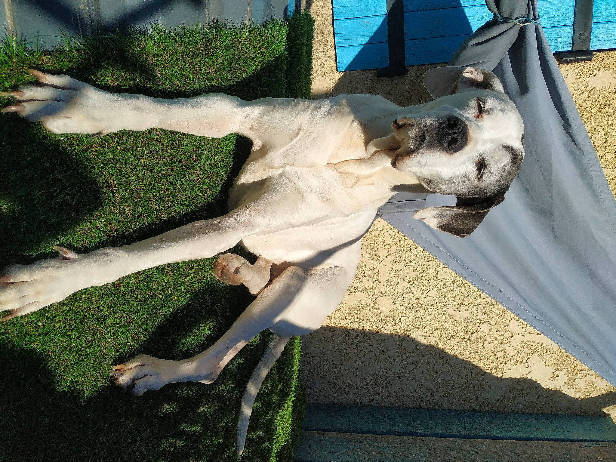 Caîna a rejoint le concours — aidez-le/la à gagner de superbes lots ! art, canidae, carnivore, companion_dog, dog, dog_breed, fawn, fun, grass, guard_dog, leisure, non_sporting_group, plant, sculpture, shadow, sporting_group, tail, tree, working_animal