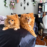 Zoey And Simba joined the competition — help win amazing prizes! dog, pomeranian, bed, black_bedspread, fluffy, orange_dog, indoor, room, plants, hanging_plants, wall_art, coffin_shapes, cat_silhouettes, desk, chair, wooden_floor, decor, pet, animal, relaxing