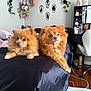 dog, pomeranian, bed, black_bedspread, fluffy, orange_dog, indoor, room, plants, hanging_plants, wall_art, coffin_shapes, cat_silhouettes, desk, chair, wooden_floor, decor, pet, animal, relaxing