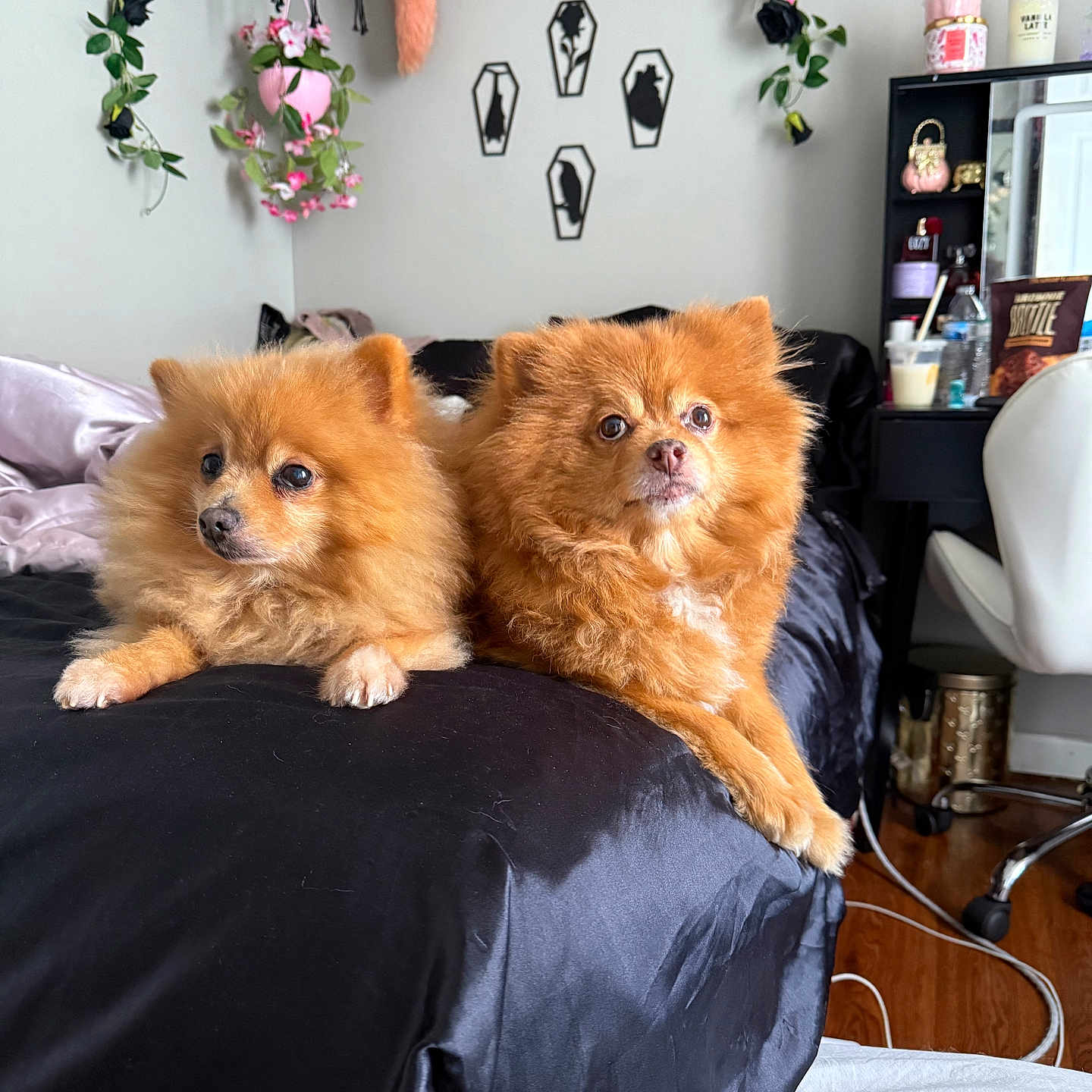 Zoey And Simba joined the competition — help win amazing prizes! animal, bed, black_bedspread, cat_silhouettes, chair, coffin_shapes, decor, desk, dog, fluffy, hanging_plants, indoor, orange_dog, pet, plants, pomeranian, relaxing, room, wall_art, wooden_floor