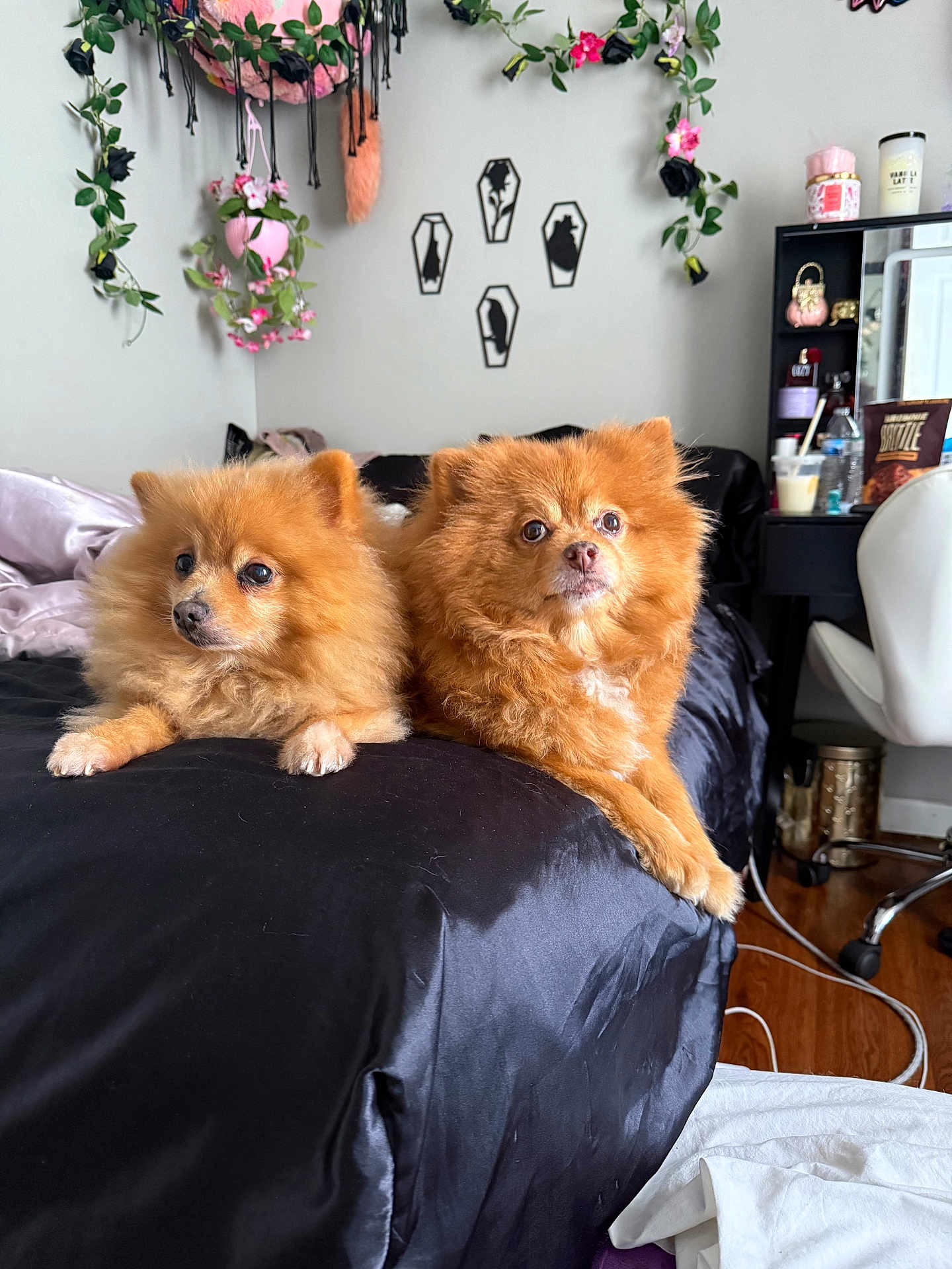 Zoey And Simba joined the competition — help win amazing prizes! dog, pomeranian, bed, black_bedspread, fluffy, orange_dog, indoor, room, plants, hanging_plants, wall_art, coffin_shapes, cat_silhouettes, desk, chair, wooden_floor, decor, pet, animal, relaxing