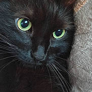 Sandrine Gibier a rejoint le concours — aidez-le/la à gagner de superbes lots ! cat, black_cat, close_up, green_eyes, whiskers, pet, feline, indoor, blanket, cozy, fur, portrait, animal, cute, relaxed, soft_texture, domestic_cat, face, eyes
