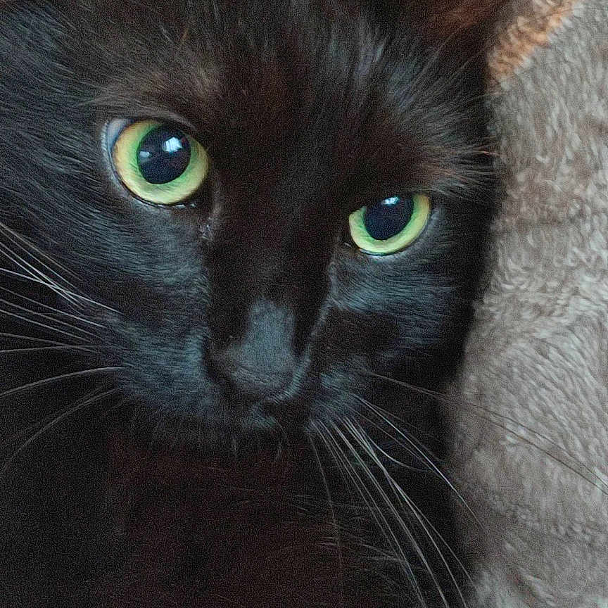 Sandrine Gibier a rejoint le concours — aidez-le/la à gagner de superbes lots ! animal, black_cat, blanket, cat, close_up, cozy, cute, domestic_cat, eyes, face, feline, fur, green_eyes, indoor, pet, portrait, relaxed, soft_texture, whiskers