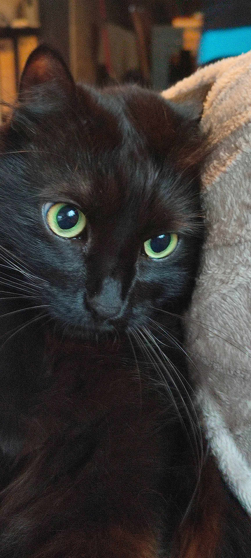 Sandrine Gibier a rejoint le concours — aidez-le/la à gagner de superbes lots ! cat, black_cat, close_up, green_eyes, whiskers, pet, feline, indoor, blanket, cozy, fur, portrait, animal, cute, relaxed, soft_texture, domestic_cat, face, eyes