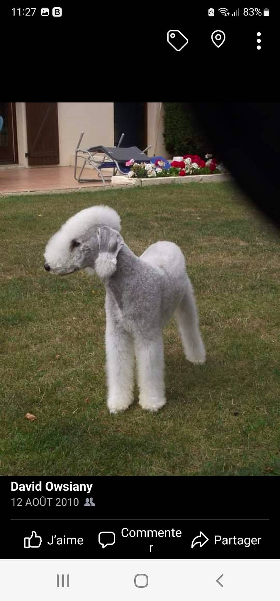 Diego participe au concours pour gagner de l'argent avec cette photo : canidae, carnivore, companion_dog, dog, dog_breed, flowerpot, fur, grass, non_sporting_group, plant, poodle, sheep, snout, sporting_group, standard_poodle, tail, terrier, toy_dog, water_dog, window