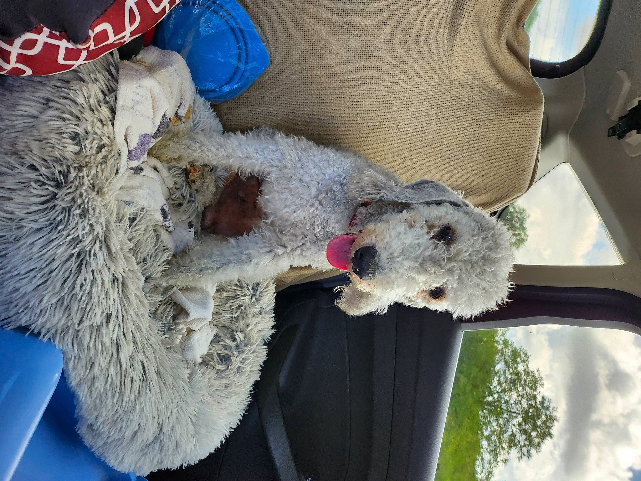 Diego participe au concours pour gagner de l'argent avec cette photo : canidae, dog_breed, flower, fur, natural_material, poodle, snout, sporting_group, stuffed_toy, vehicle, wool, working_animal