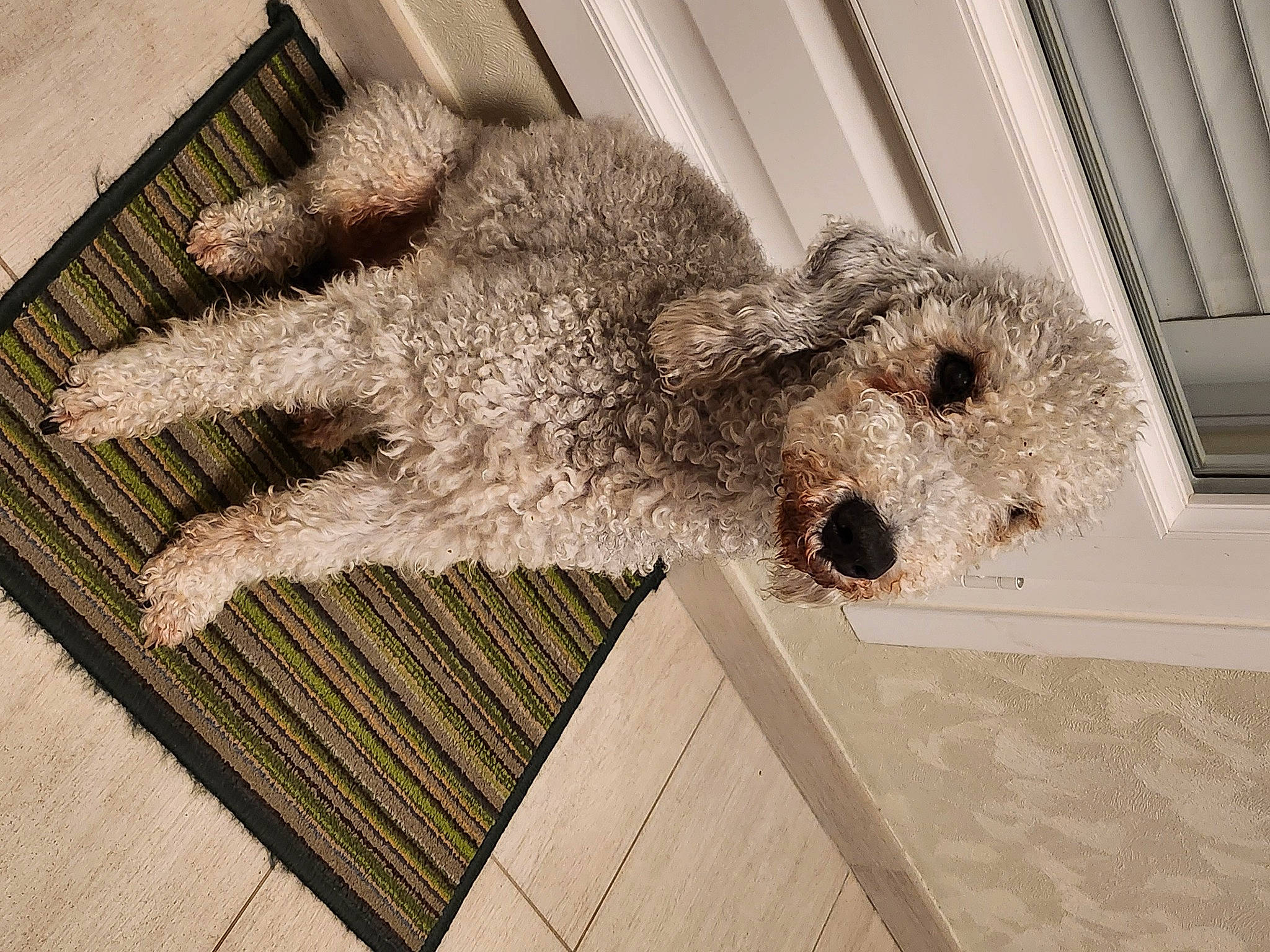 Diego a rejoint le concours — aidez-le/la à gagner de superbes lots ! carnivore, chair, companion_dog, dog, dog_breed, fawn, floor, flooring, fur, grey, hardwood, linens, rectangle, snout, sporting_group, tail, terrier, water_dog, wood, working_animal