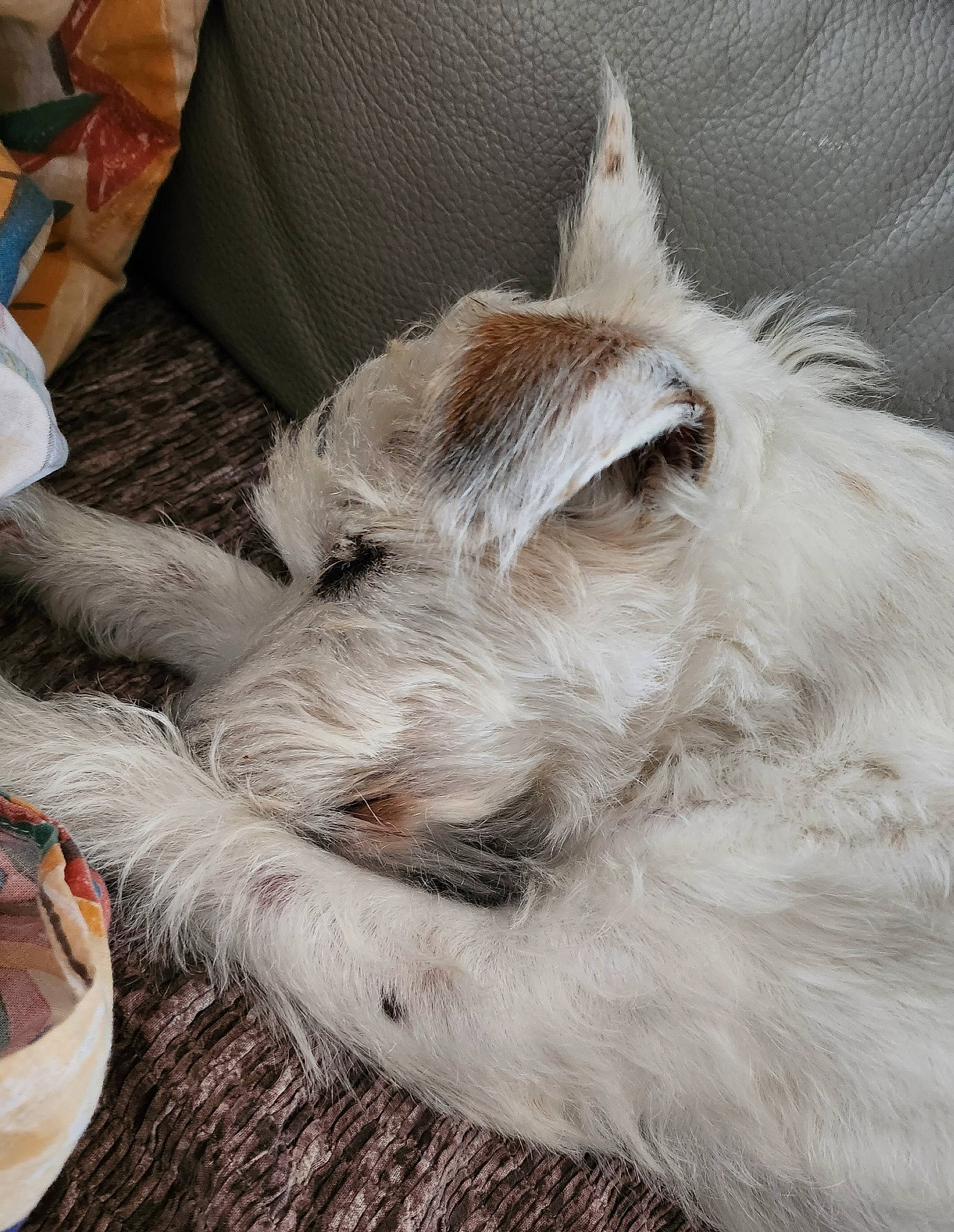 Douchka a rejoint le concours — aidez-le/la à gagner de superbes lots ! canidae, carnivore, claw, companion_dog, dog, dog_breed, ear, fawn, felidae, foot, fur, paw, small_to_medium_sized_cats, snout, sporting_group, tail, terrestrial_animal, whiskers, wool, working_animal