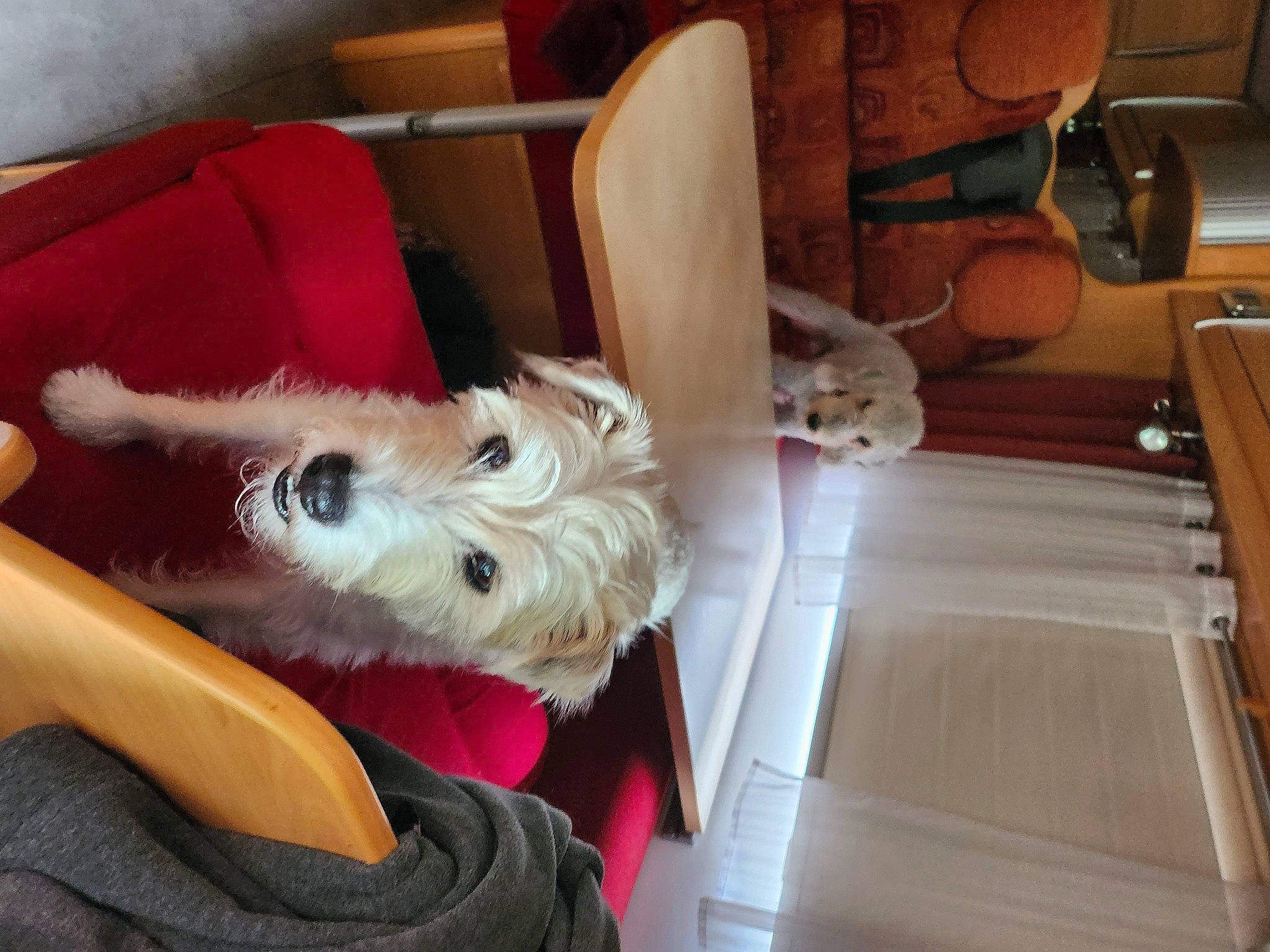 Douchka participe au concours pour gagner de l'argent avec cette photo : canidae, carnivore, chair, comfort, companion_dog, dog, dog_breed, dog_supply, fawn, felidae, flooring, foot, fur, hardwood, human_leg, room, small_to_medium_sized_cats, sporting_group, toy_dog, wood