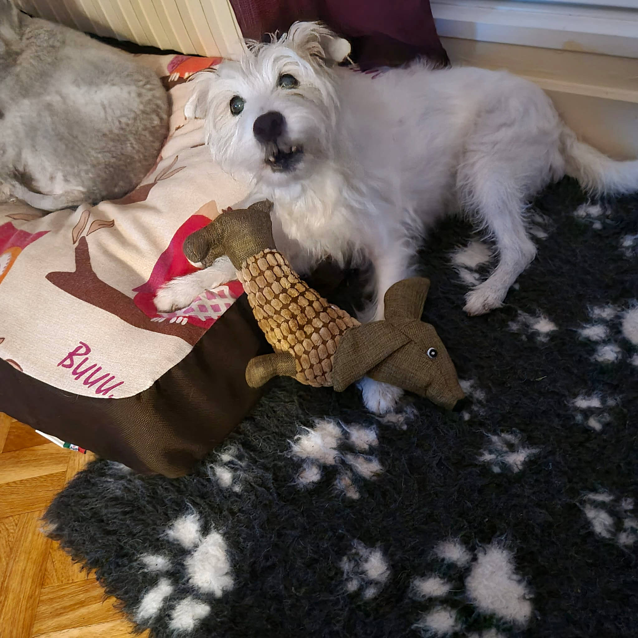 Douchka participe au concours pour gagner de l'argent avec cette photo : carnivore, collar, companion_dog, dog, dog_breed, dog_clothes, dog_collar, dog_supply, flooring, fur, pattern, paw, pet_supply, schnauzer, small_terrier, sporting_group, terrier, toy_dog, wire_hair_fox_terrier, working_animal