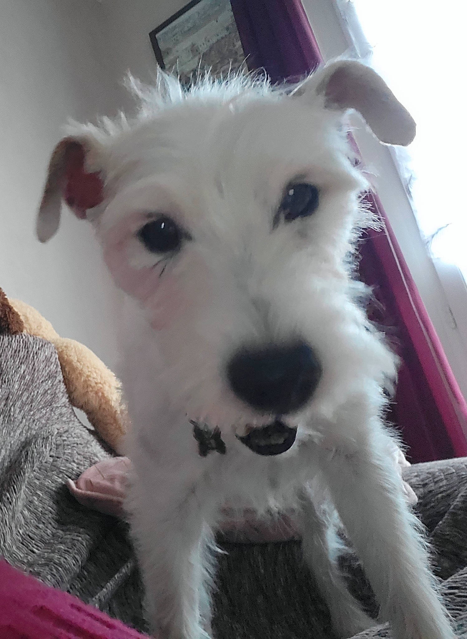 Douchka participe au concours pour gagner de l'argent avec cette photo : canidae, carnivore, collar, companion_dog, dog, dog_breed, dog_collar, ear, fur, non_sporting_group, schnauzer, small_terrier, snout, sporting_group, standard_schnauzer, terrier, toy_dog, whiskers, wire_hair_fox_terrier, working_animal