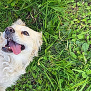 Molly is registered to the contest to win money with this photo: animal, canine, closeup, curly_fur, cute, daylight, dog, fur, grass, greenery, happy, laying_down, nature, outdoor, pet, playful, smiling, summer, tongue, tongue_out