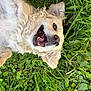 Molly is registered to the contest to win money with this photo: animal, canine, closeup, curly_fur, dog, ears, fur, grass, greenery, happy, joyful, lying_down, mouth_open, nature, outdoor, paw, pet, playful, summer, tongue