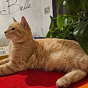 Pomme a rejoint le concours — aidez-le/la à gagner de superbes lots ! cat, orange_tabby, pet, indoor, plant, green_leaves, red_surface, feline, relaxed, stretching, wall_art, text_on_wall, floral_clothing, person_partial, home_interior, table, cozy, domestic, fur, whiskers