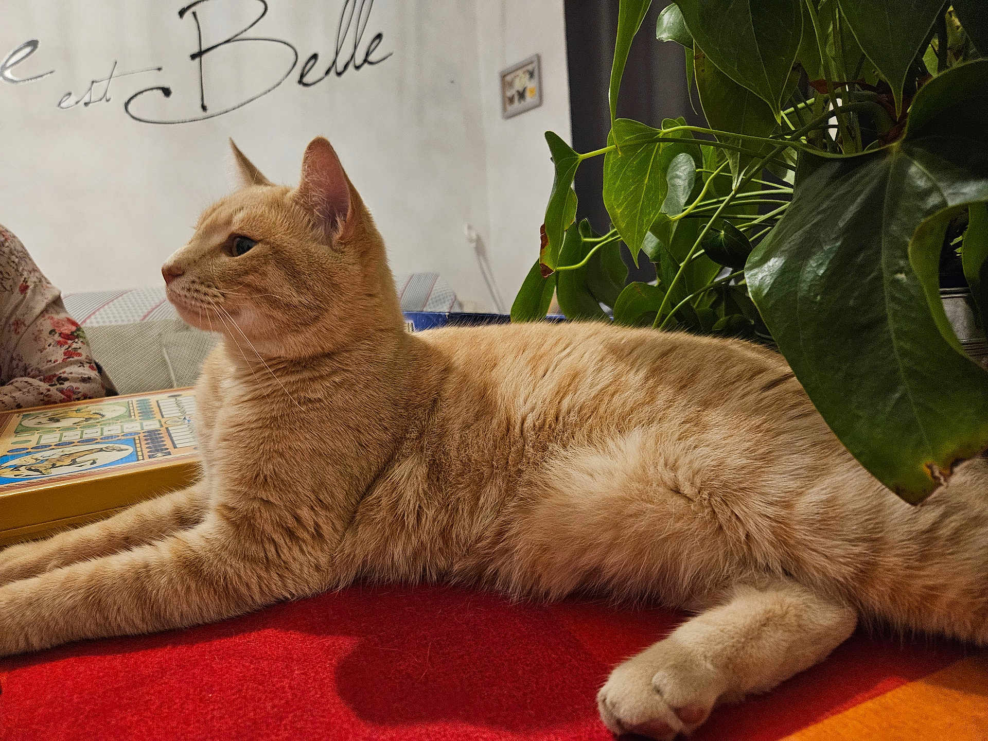 Pomme a rejoint le concours — aidez-le/la à gagner de superbes lots ! cat, orange_tabby, pet, indoor, plant, green_leaves, red_surface, feline, relaxed, stretching, wall_art, text_on_wall, floral_clothing, person_partial, home_interior, table, cozy, domestic, fur, whiskers