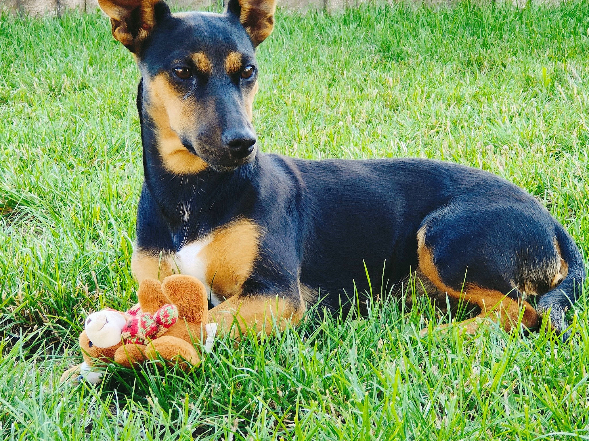Praline participe au concours pour gagner de l'argent avec cette photo : canidae, carnivore, companion_dog, dog, dog_breed, grass, green, hunting_dog, plant, sharing, sporting_group, terrestrial_animal, working_animal, working_dog