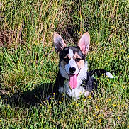 Elfie participe au concours pour gagner de l'argent avec cette photo : dog, tricolor, grass, field, sunny, outdoor, animal, pet, ears, tongue, nature, flower, greenery, canine, happy, summer, snout, fur, playful, resting